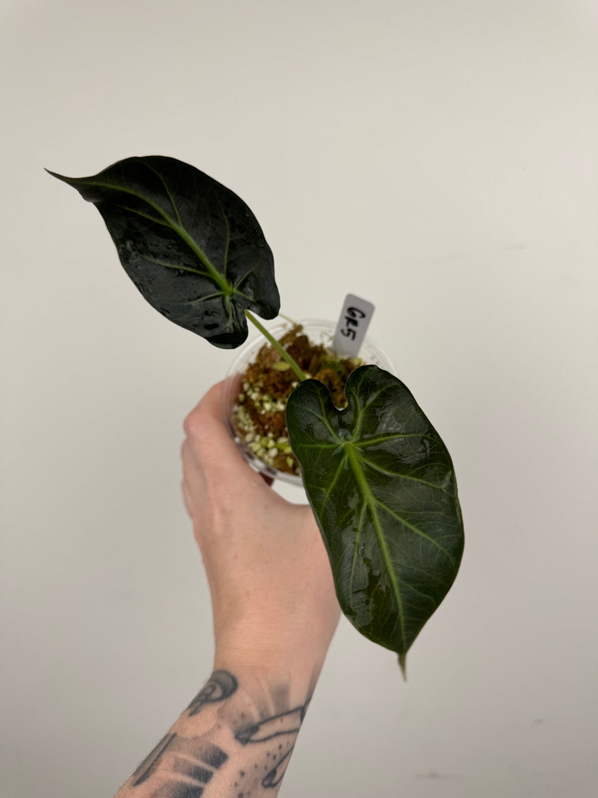 Alocasia 'Grim Reaper' Regal Shields Mutated Form