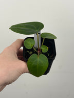 A3 Anthurium ['Antioqua' x (Carla x Bess)] x (RVDP x Kuna)