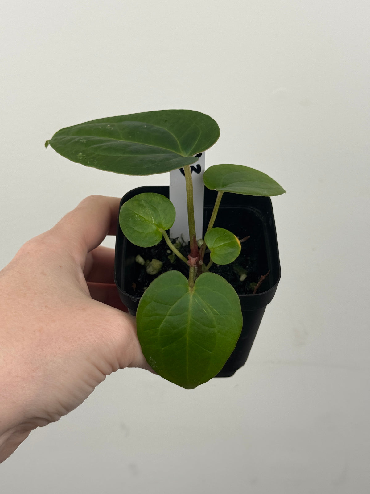 A3 Anthurium ['Antioqua' x (Carla x Bess)] x (RVDP x Kuna)
