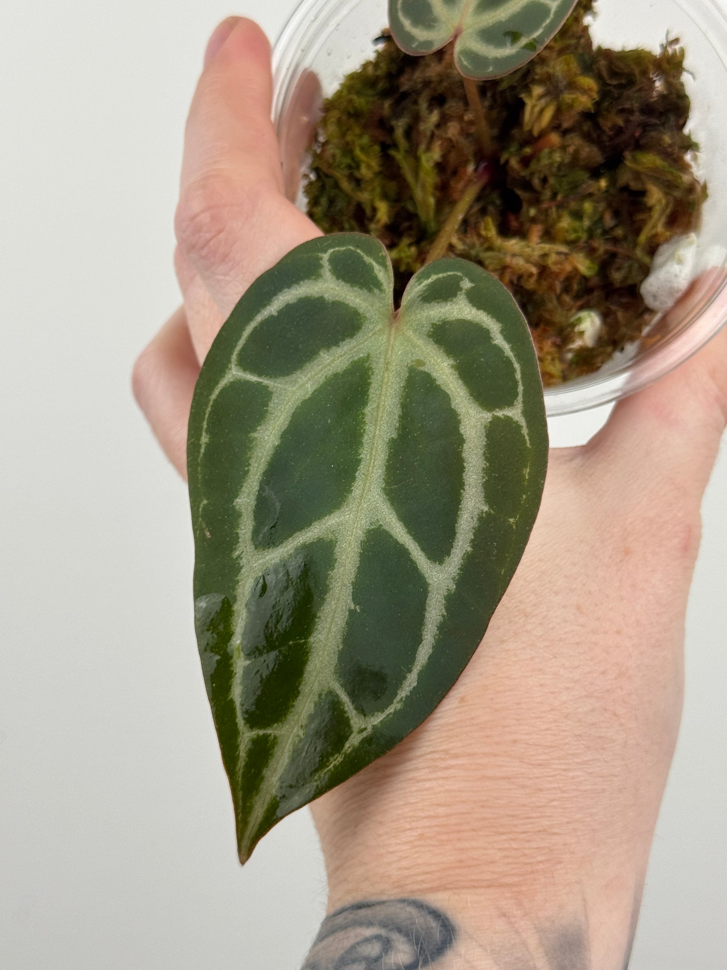 Anthurium 'Red Crystallinum'