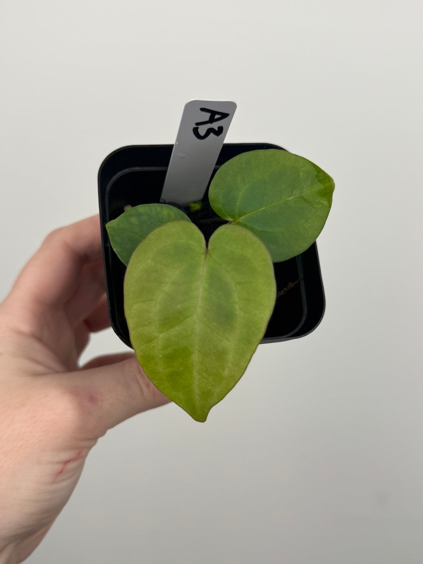 Anthurium ['Antioqua' x (Carlablackiae x Besseae AFF)] x (RVDP x Kunayalense)