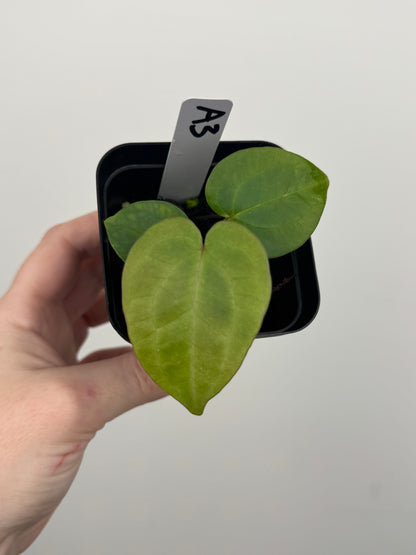 Anthurium ['Antioqua' x (Carlablackiae x Besseae AFF)] x (RVDP x Kunayalense)