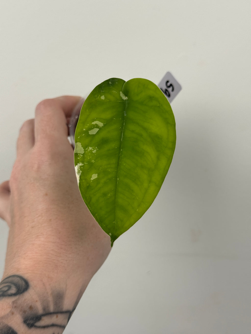 Syngonium Chiapense Albo Variegated