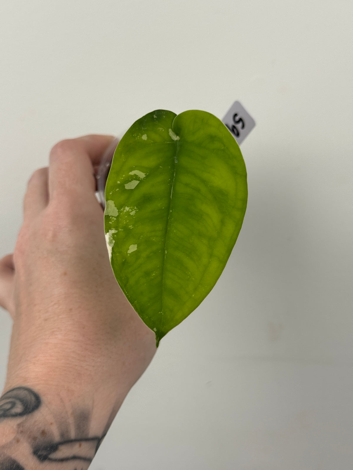 Syngonium Chiapense Albo Variegated