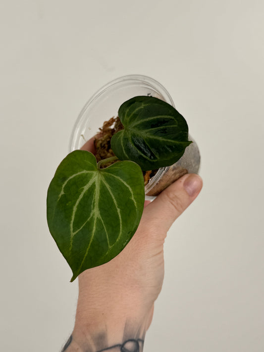 Anthurium HU / KOS 'Butterfly'