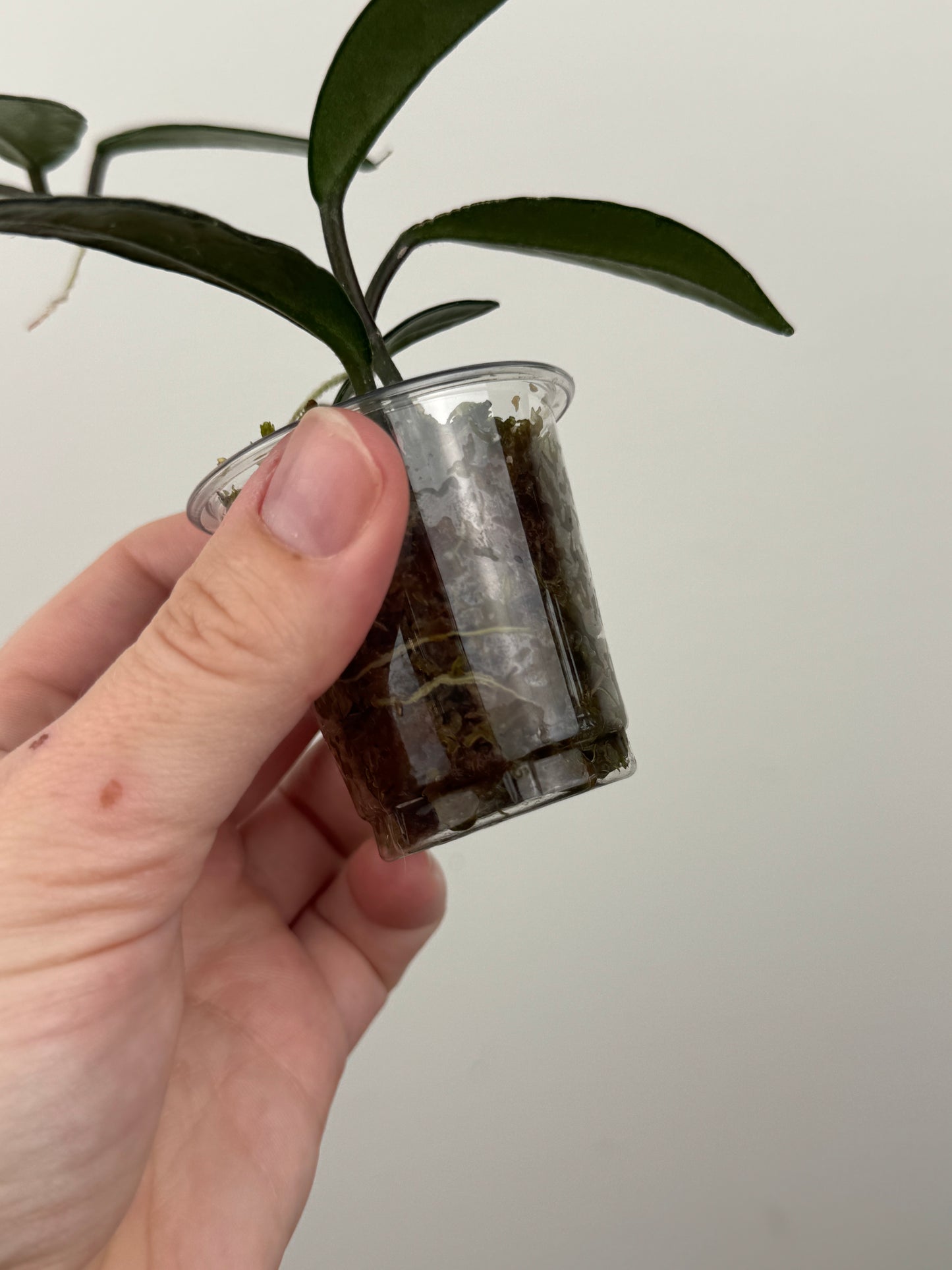 Hoya Carnosa 'Wilbur Graves'