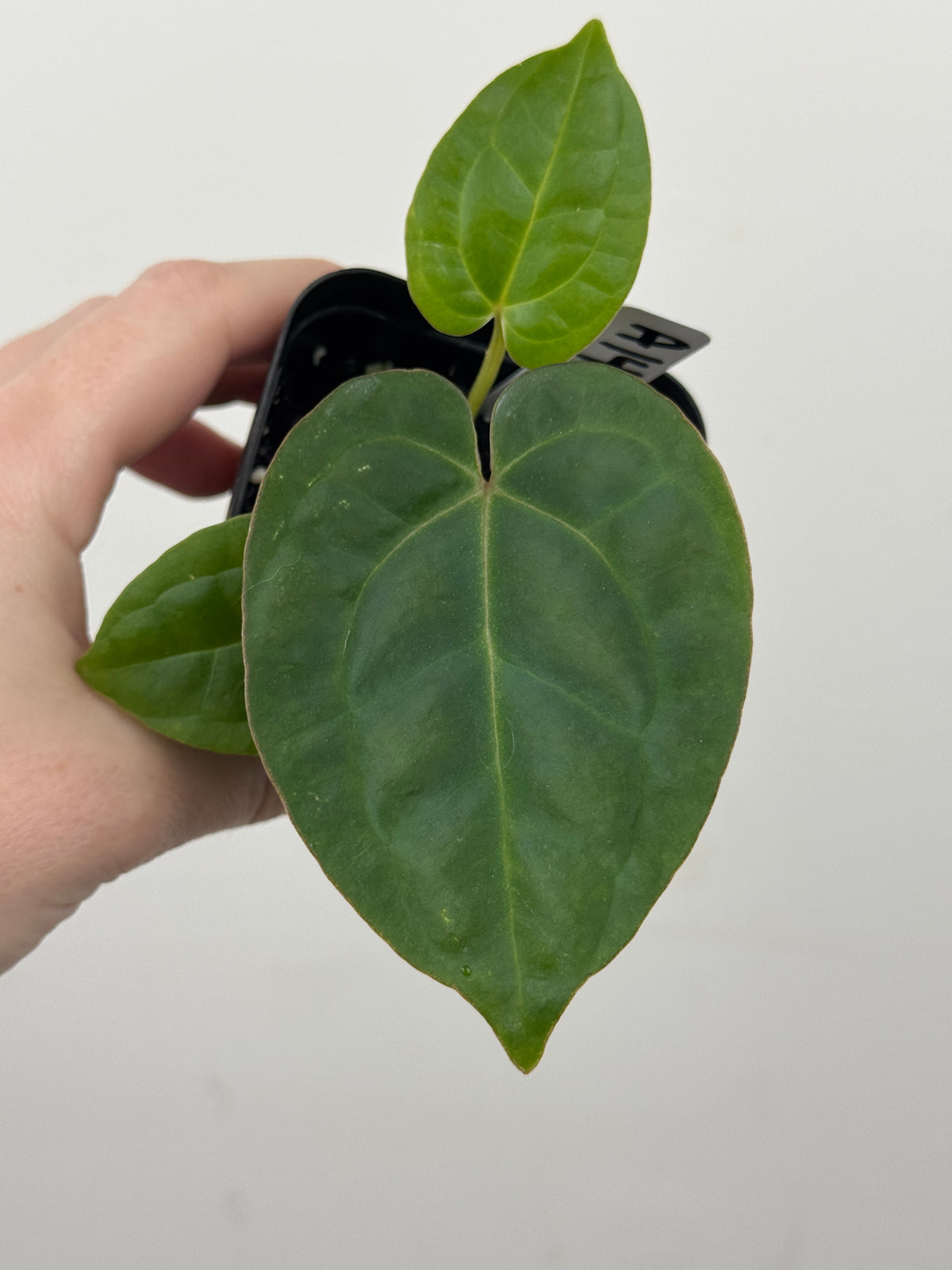 A14 Anthurium ['Antioqua' x (Carla x Bess)] x (RVDP x Kuna)