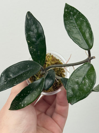 Hoya Carnosa 'Wilbur Graves'