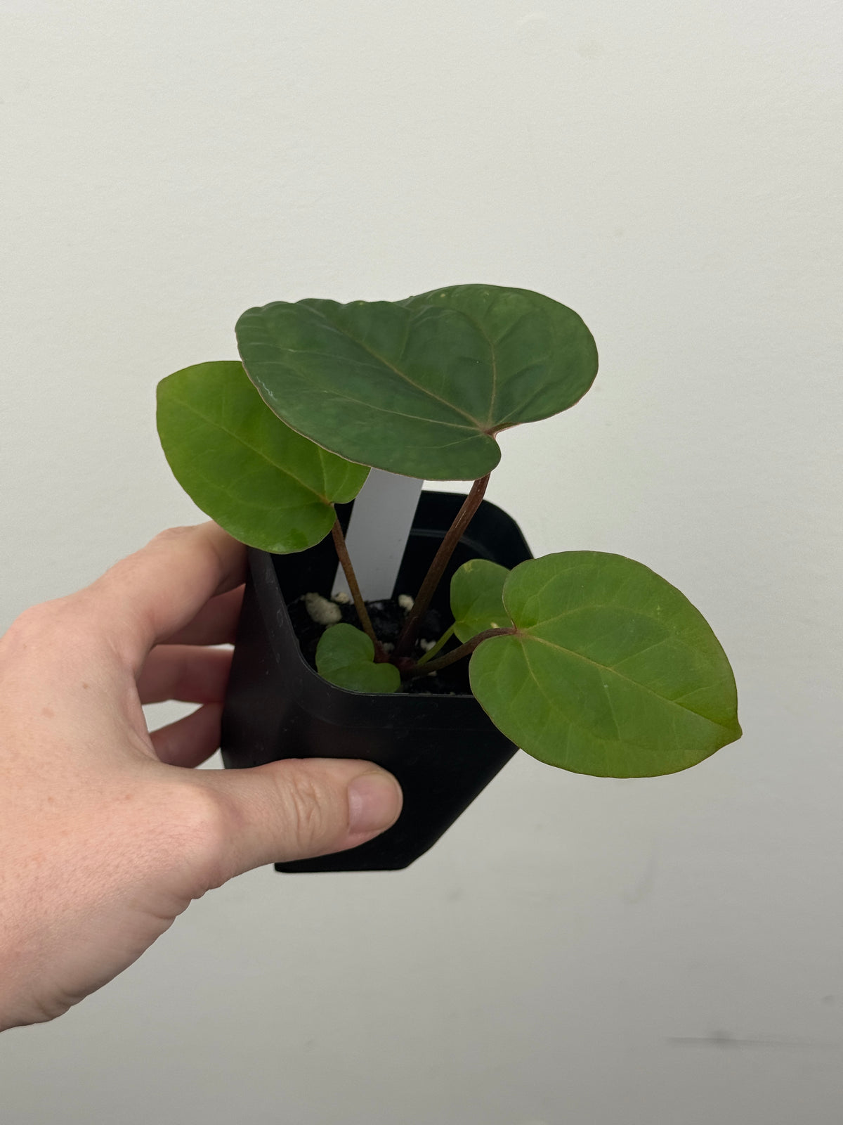 A1 Anthurium ['Antioqua' x (Carla x Bess)] x (RVDP x Kuna)