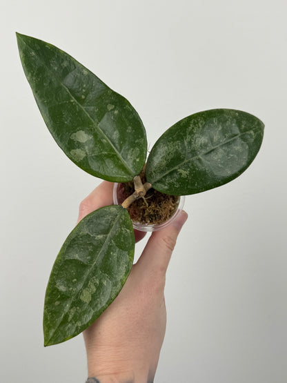 Hoya RHM 14-1