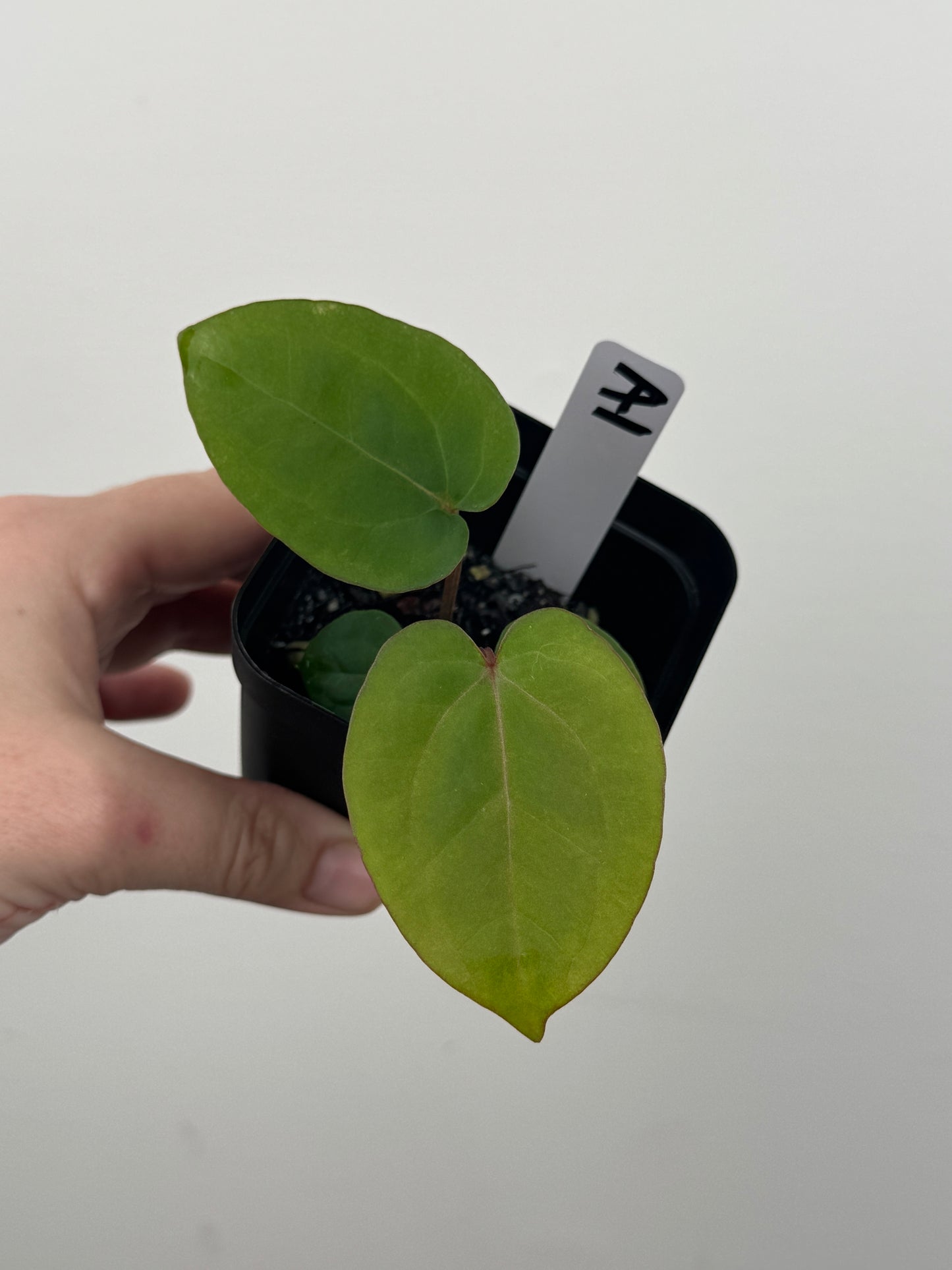 Anthurium ['Antioqua' x (Carlablackiae x Besseae AFF)] x (RVDP x Kunayalense)