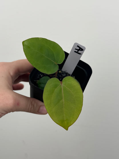 Anthurium ['Antioqua' x (Carlablackiae x Besseae AFF)] x (RVDP x Kunayalense)