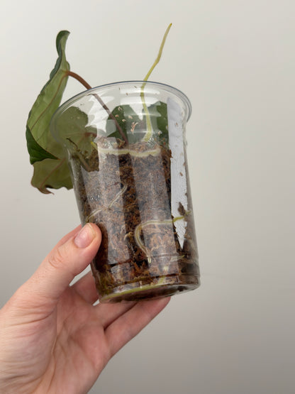 Anthurium 'David Portilla Dreams'