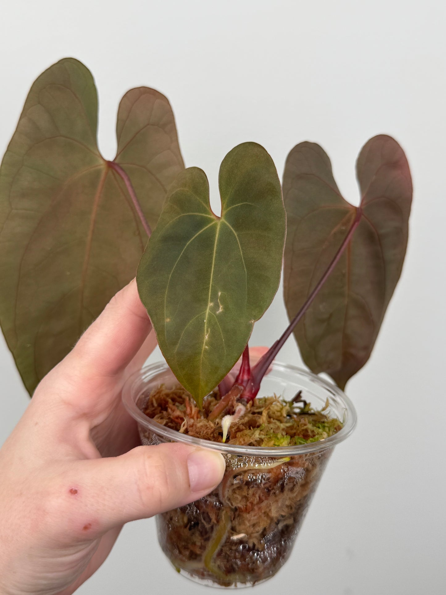 Anthurium Papillilaminum 'Voldemort' x (RL x SELF)