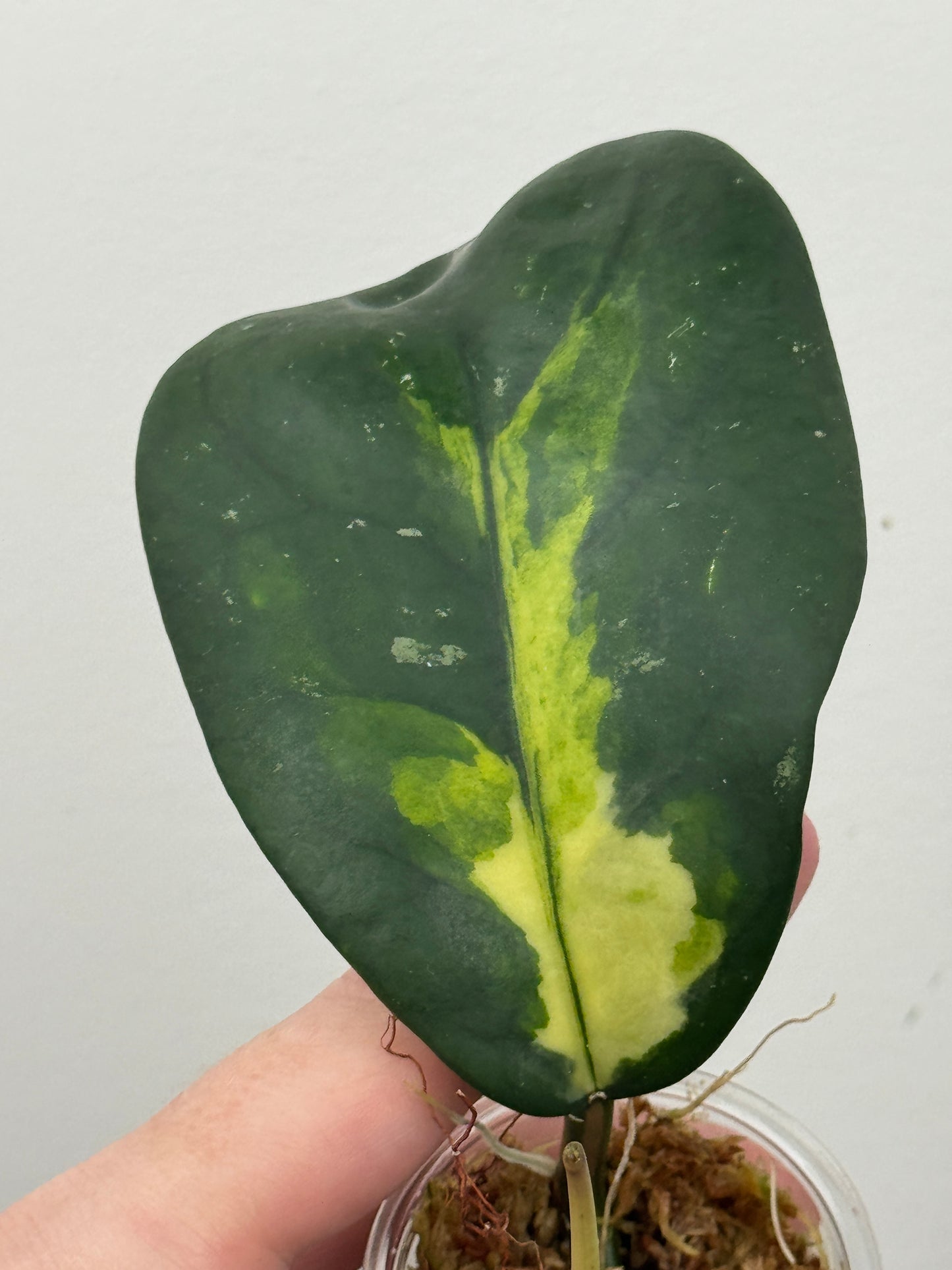 Hoya Diversifolia 'Maharani'