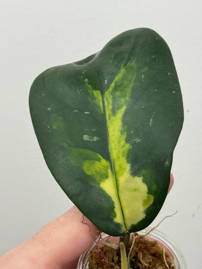 Hoya Diversifolia 'Maharani'