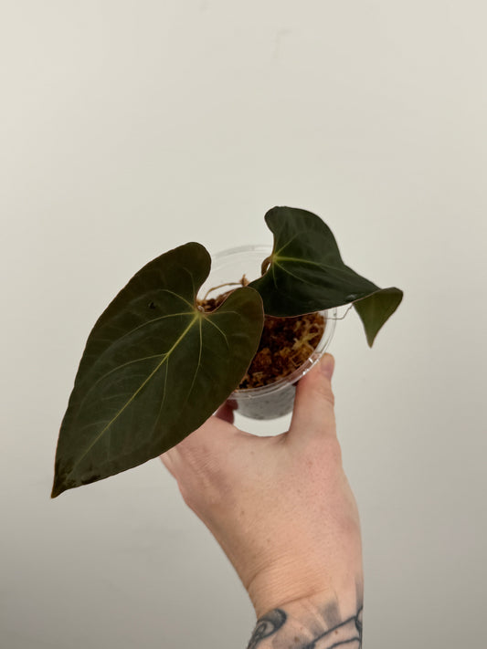 Anthurium ('Delta Dawn' x Antolakii (BVEP)) x Papillilaminum 'Gatorbod'