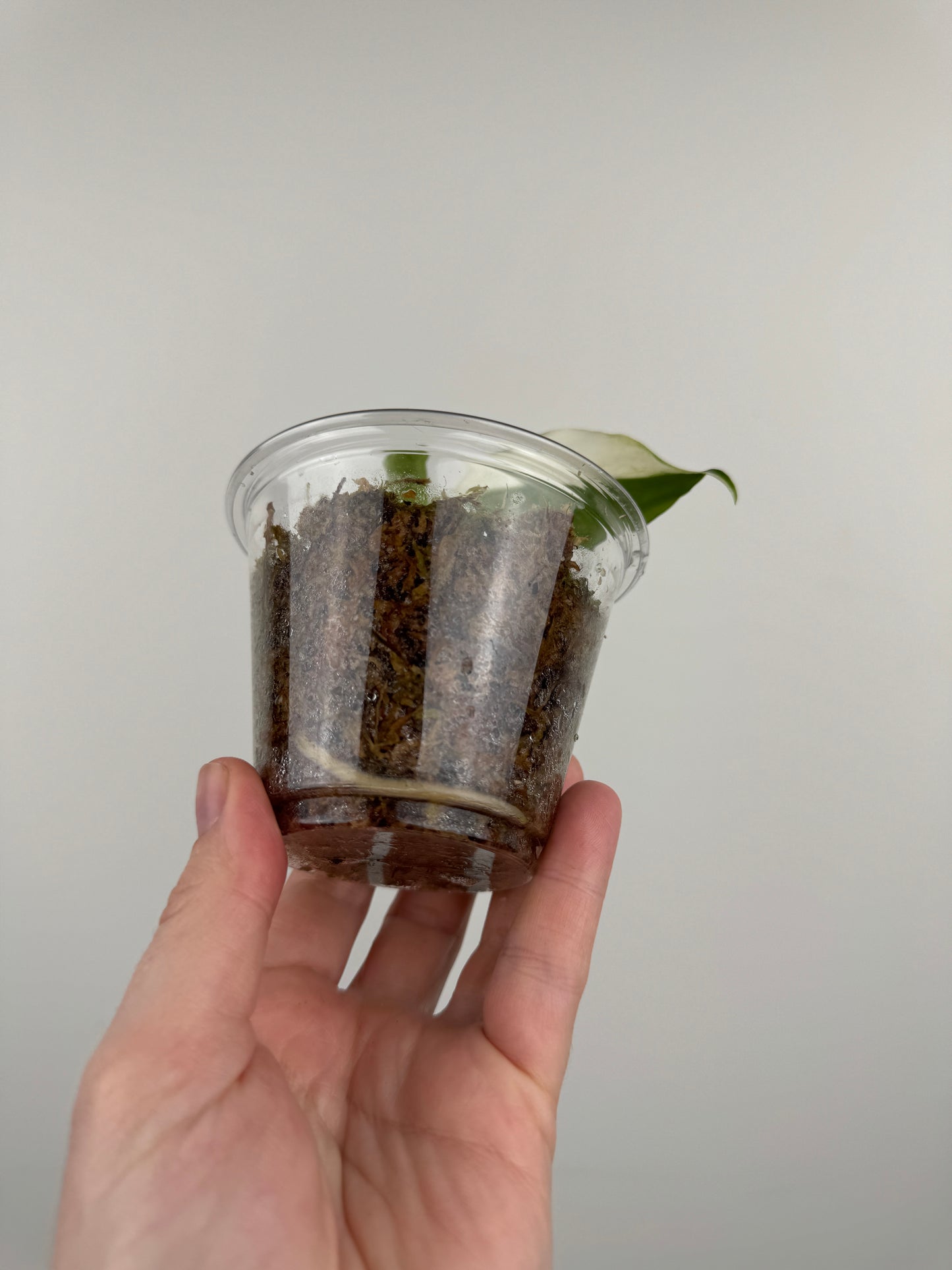 Aglaonema 'Spilt Milk'