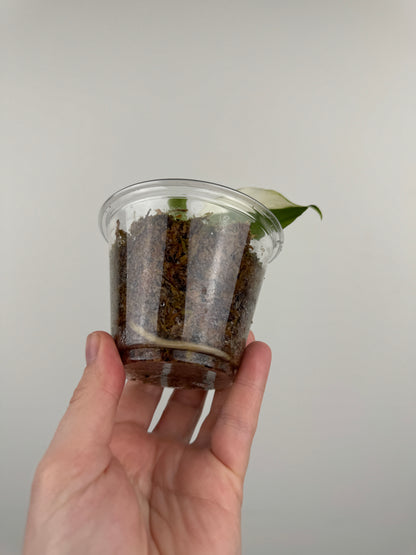 Aglaonema 'Spilt Milk'