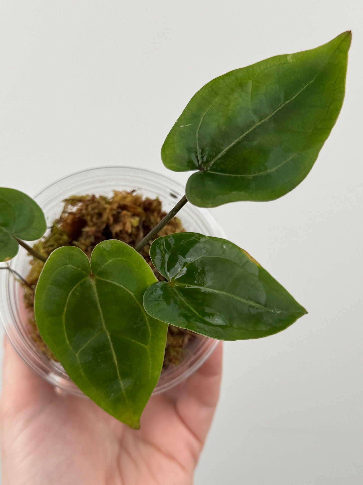 Anthurium 'Velvet Giant' x ('Fort Sherman' x SELF)