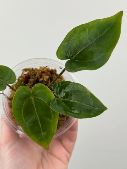 Anthurium 'Velvet Giant' x ('Fort Sherman' x SELF)