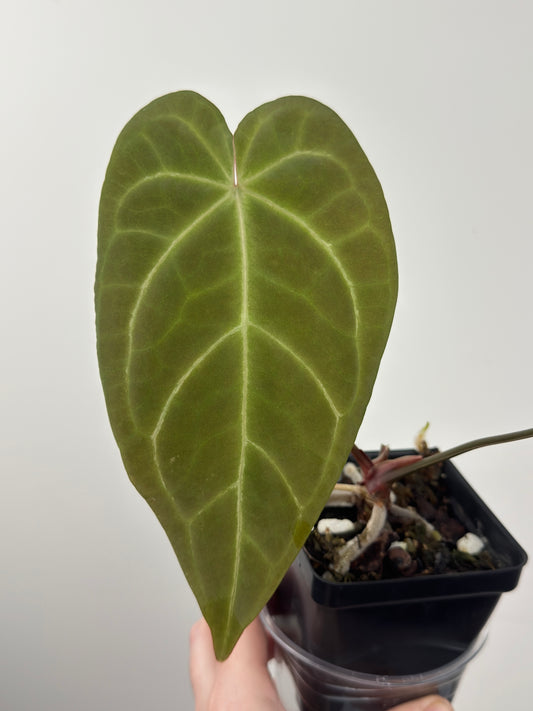 Anthurium 'Ace of Spades (AOS)' Dark Form x 'Bloodmoon'