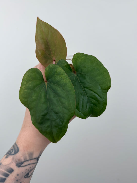 Anthurium Kunayalense x 'RVDP'