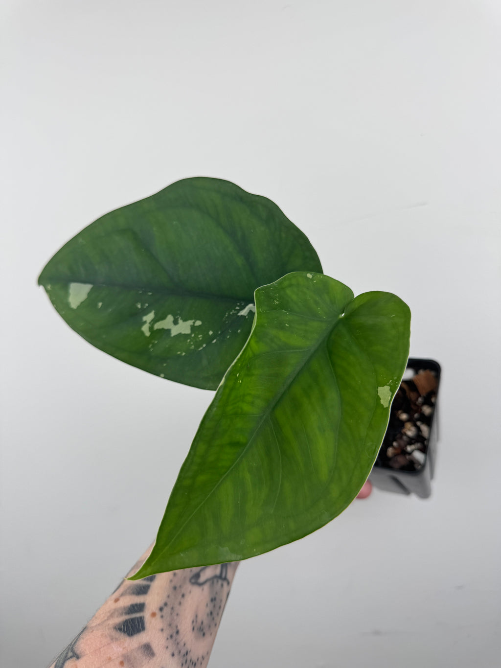 Syngonium Chiapense Albo Variegated
