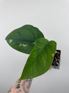 Syngonium Chiapense Albo Variegated