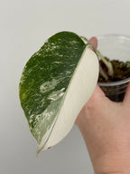 Monstera Borsigiana Albo ('White Tiger')