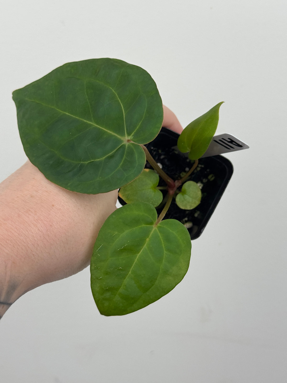 A11 Anthurium ['Antioqua' x (Carla x Bess)] x (RVDP x Kuna)