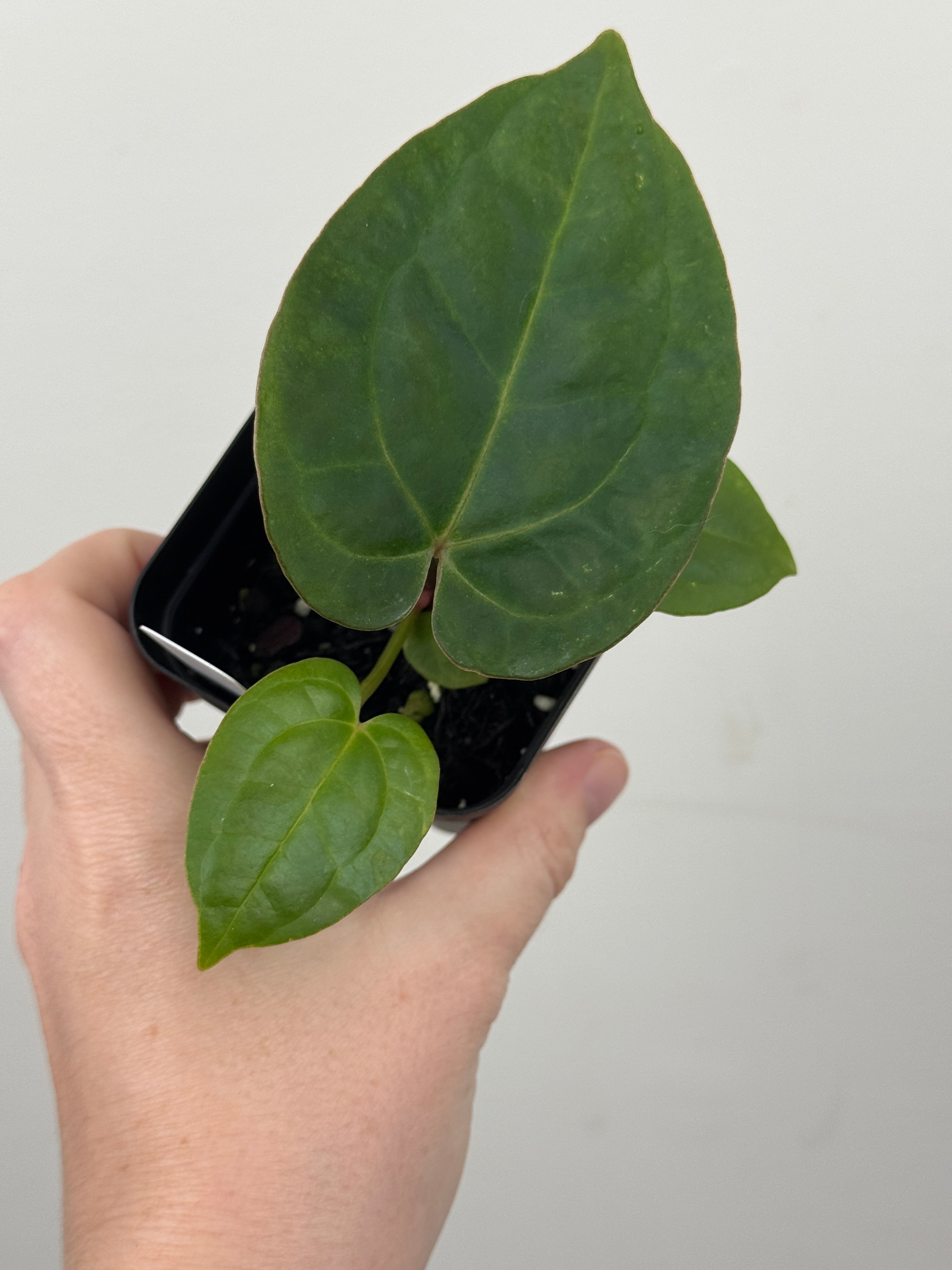 A14 Anthurium ['Antioqua' x (Carla x Bess)] x (RVDP x Kuna)