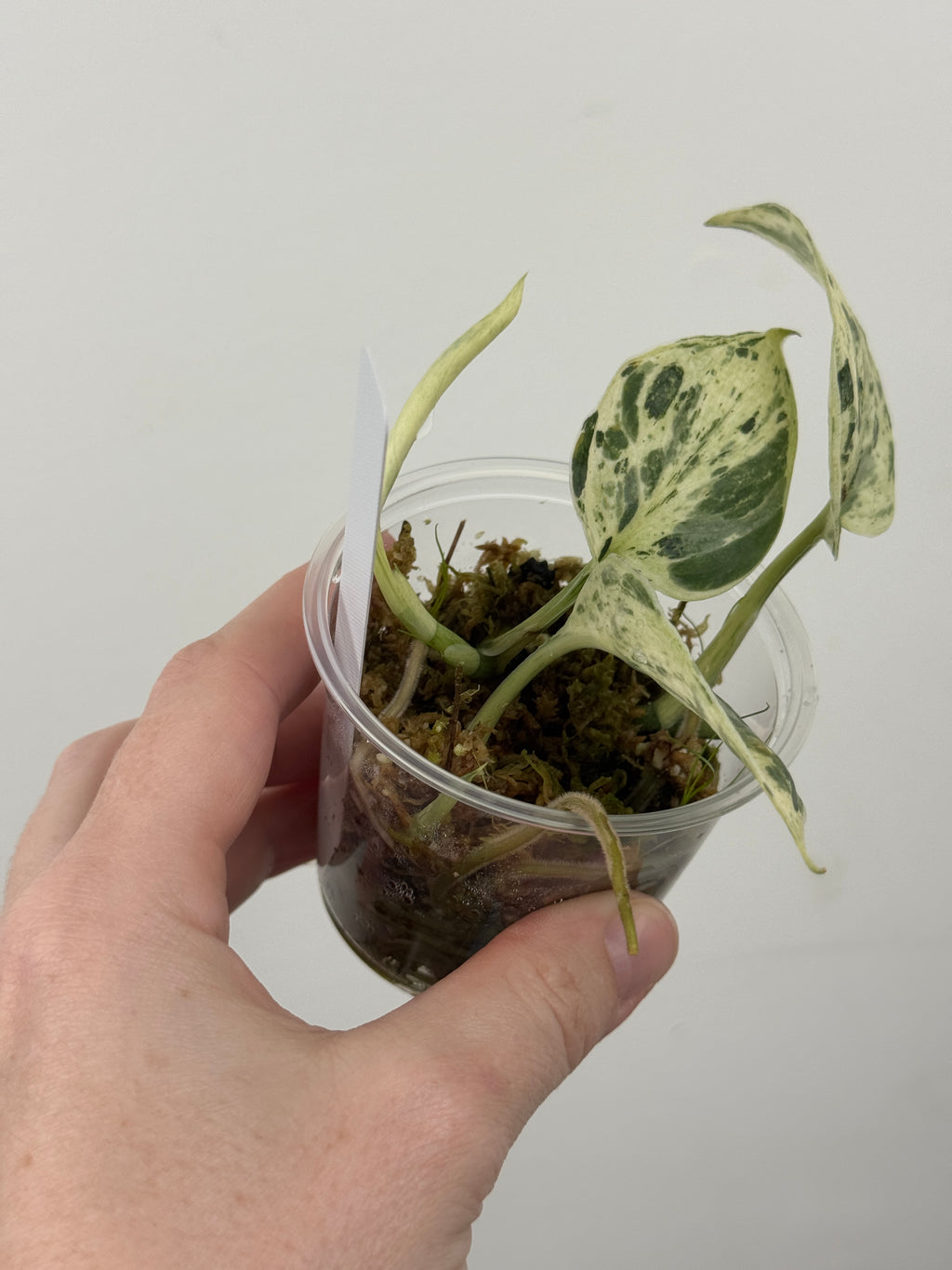 Scindapsus Halimoon