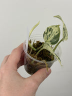 Scindapsus Halimoon