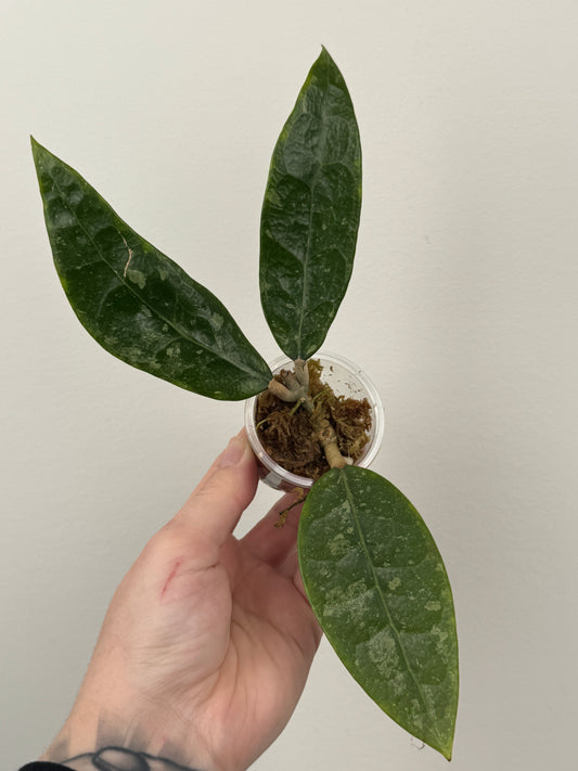 Hoya RHM 14-1