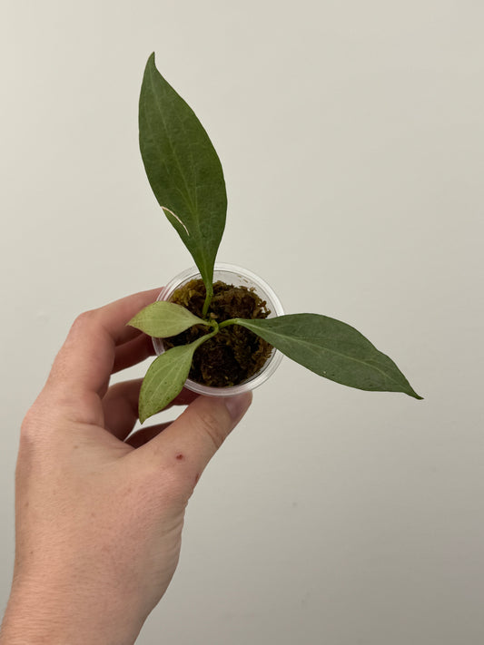 Hoya Nicholsoniae 'New Guinea Ghost'