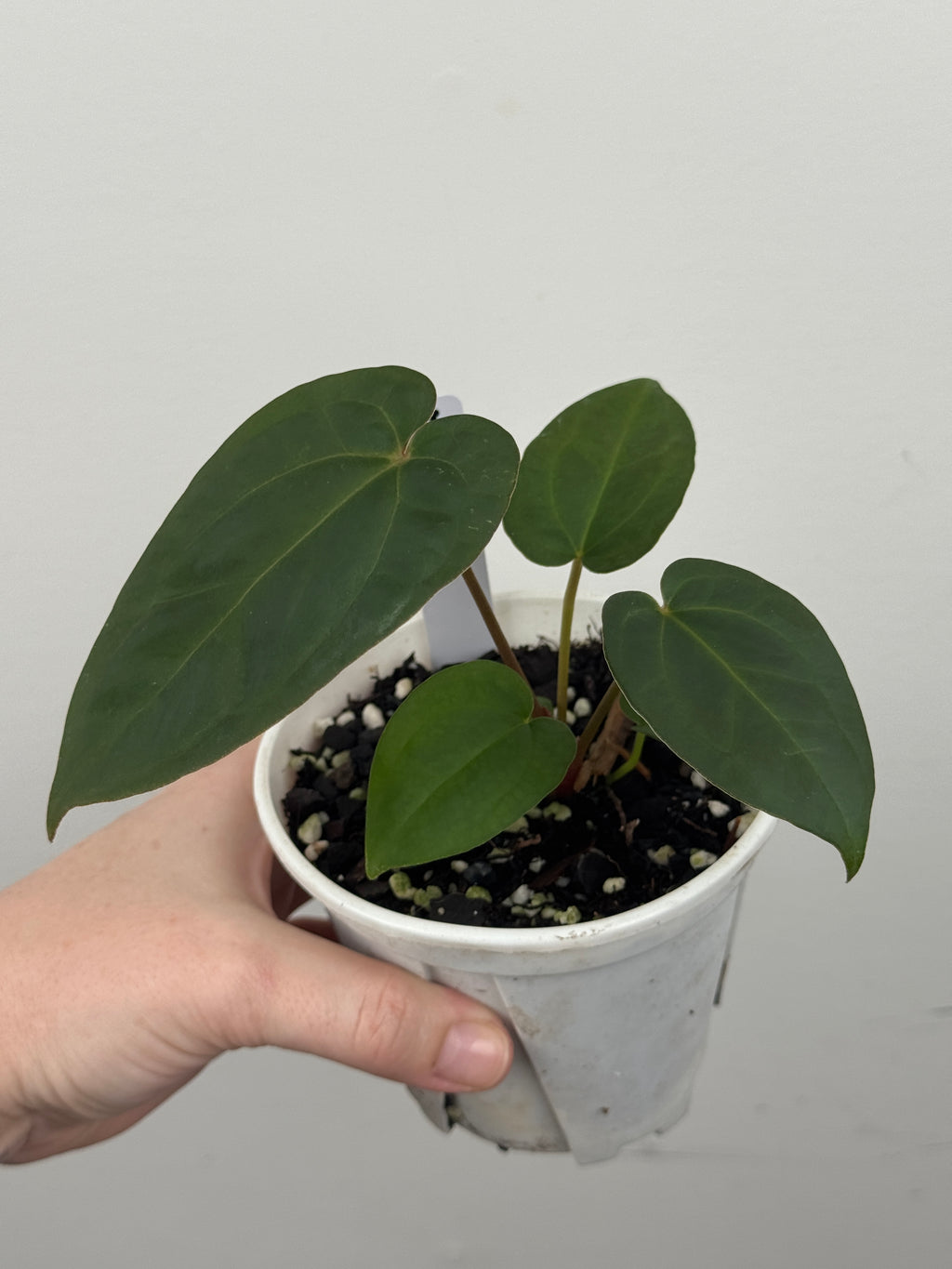 A17 Anthurium ['Antioqua' x (Carla x Bess)] x (RVDP x Kuna)