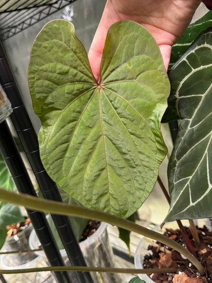 Anthurium Kunayalense x 'RVDP'