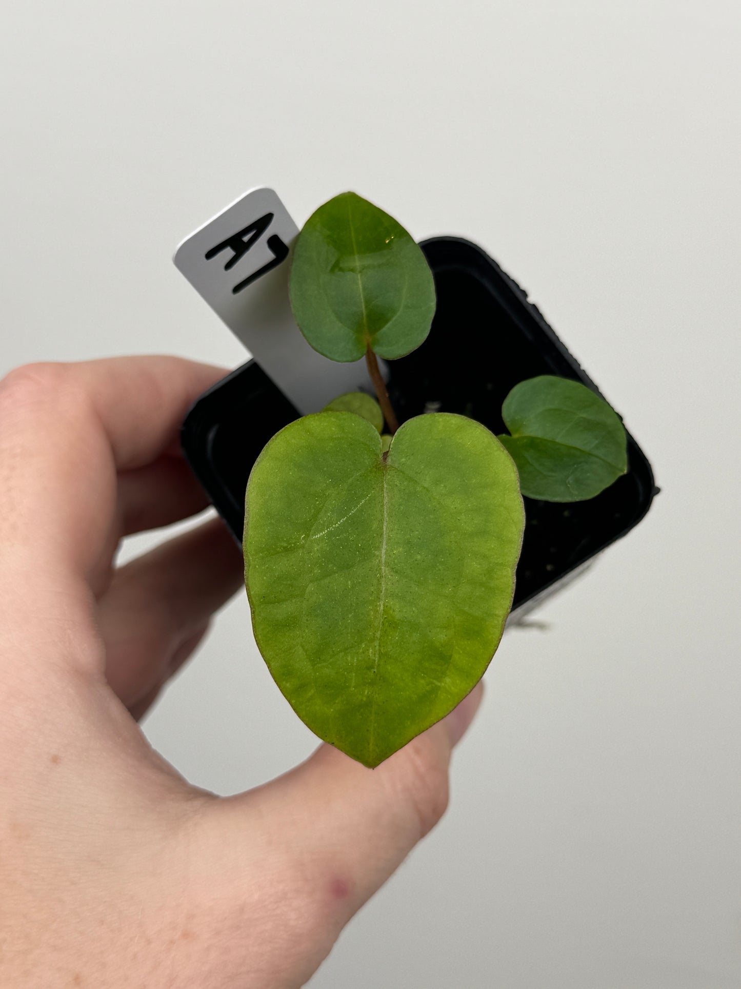 Anthurium ['Antioqua' x (Carlablackiae x Besseae AFF)] x (RVDP x Kunayalense)