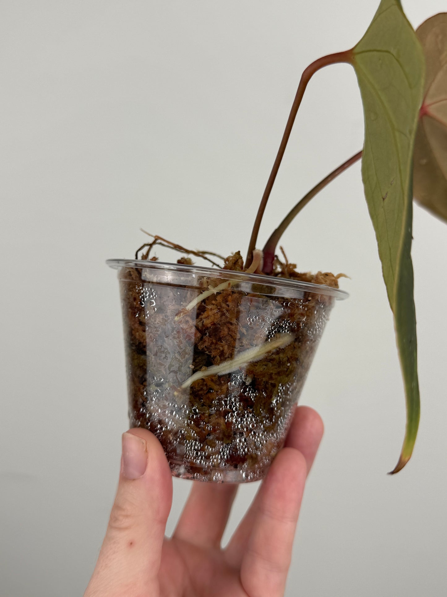 Anthurium Magnificum x Bessese AFF (Wide Sinus)