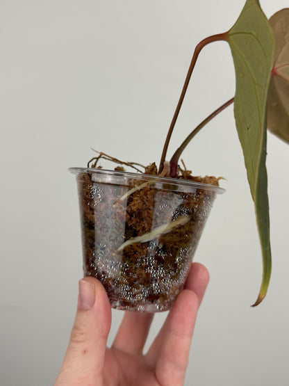 Anthurium Magnificum x Bessese AFF (Wide Sinus)