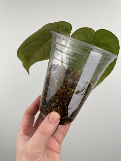 Anthurium ('Black Widow x 'Michelle') x NOID