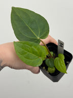 A9 Anthurium ['Antioqua' x (Carla x Bess)] x (RVDP x Kuna)