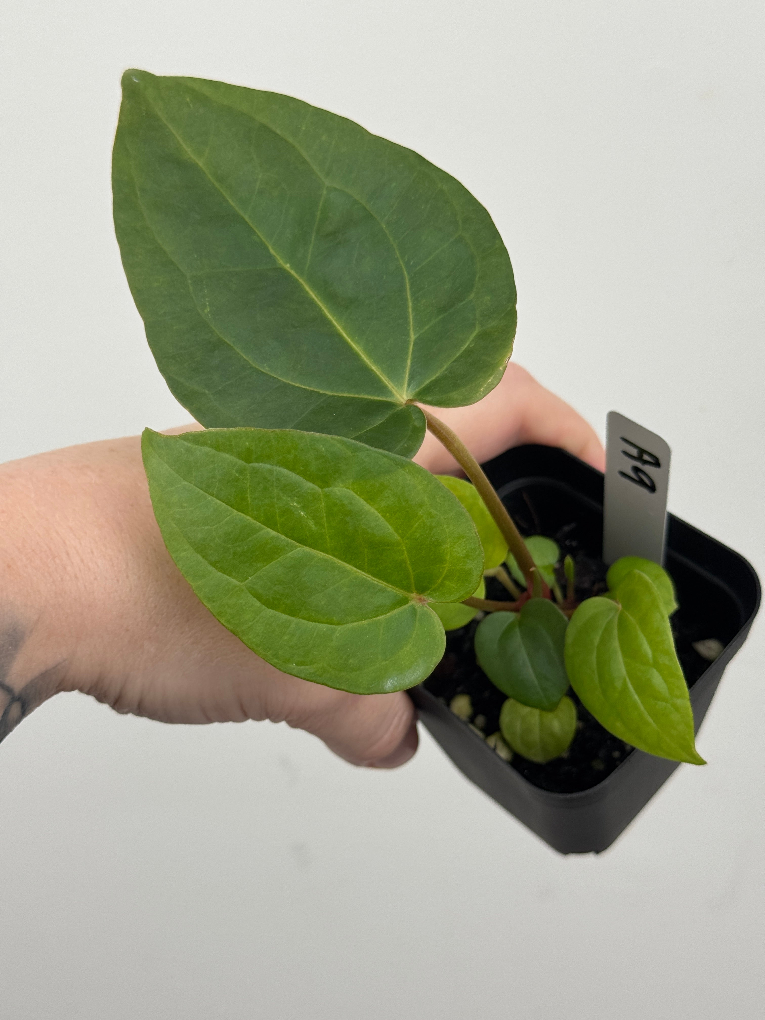 A9 Anthurium ['Antioqua' x (Carla x Bess)] x (RVDP x Kuna)