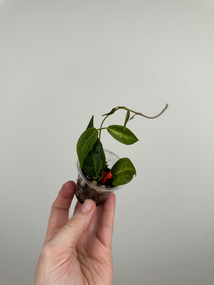 Hoya Dennisii 'Frida' (C)