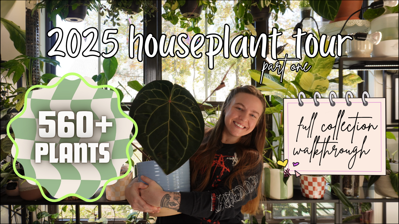 Load video: Shadow and Spathe owner gives her 2025 houseplant tour, showcasing more than 500 plants in her collection.