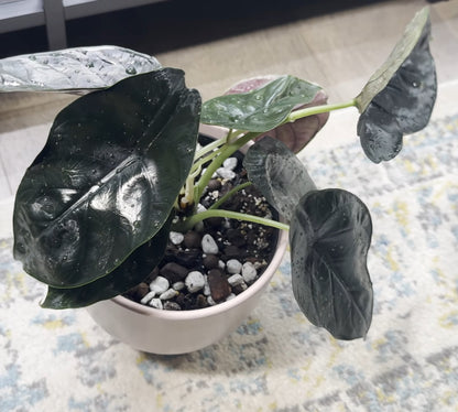 Alocasia ‘Green Unicorn’ (A)