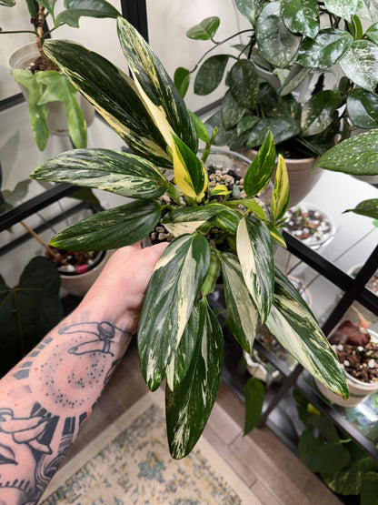 Monstera Standleyana Aurea High Variegation(C)