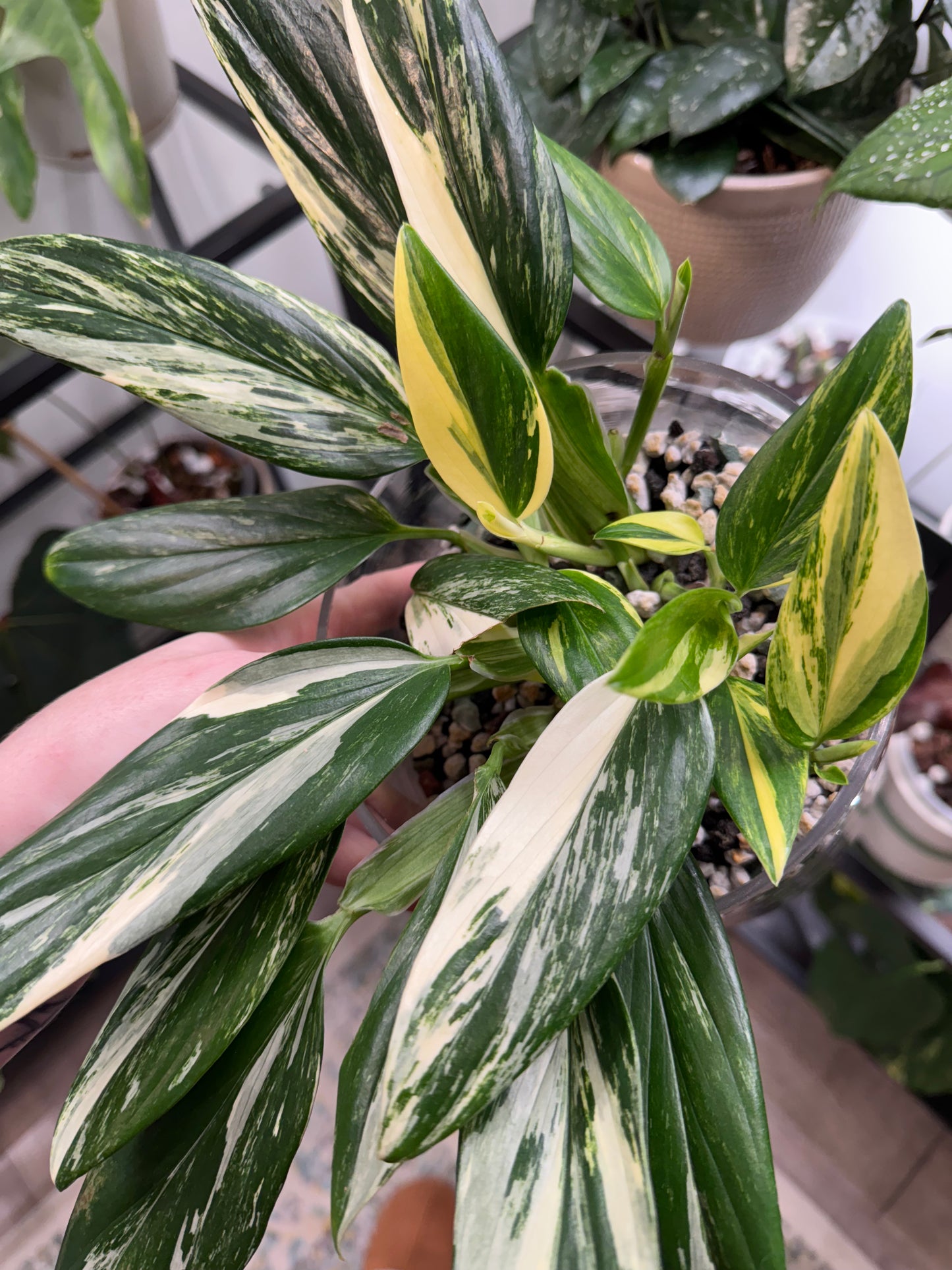 Monstera Standleyana Aurea High Variegation(C)