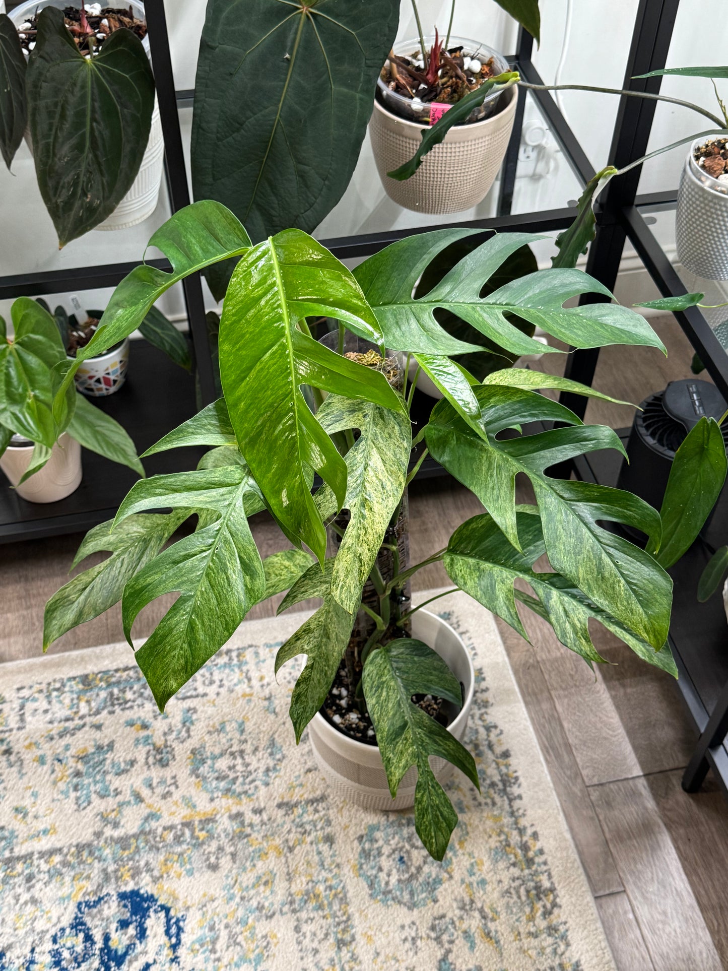 Epipremnum Pinnatum Tricolor Mint Variegated (D)